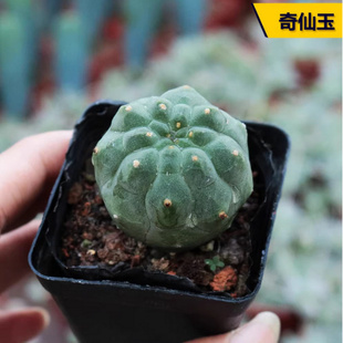 奇仙玉3-4cm球茎实生仙人球无刺仙人掌多肉植物 开大红花