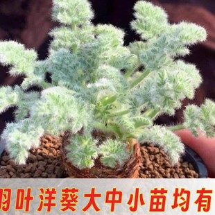 羽叶洋葵 多肉植物 肉肉植物 萌肉肉组合盆栽阳台室内花