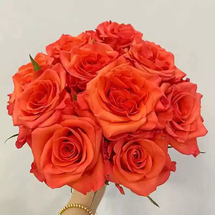 橘珊瑚 花苗灌木大花直立庭院阳台盆栽花卉植物 月季