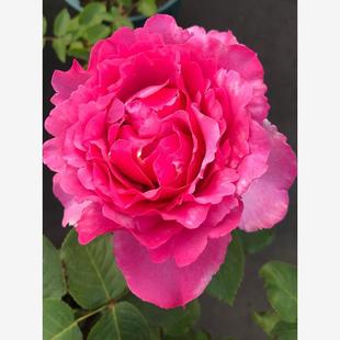 伊芙伯爵 花苗伊芙系列浓香包子阳台庭院盆栽灌木花卉扦插苗 月季