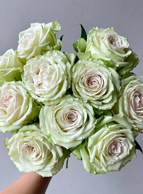 催眠术  月季花苗绿色切花直立勤花灌木大花盆栽庭院阳台花卉