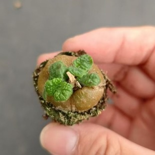 断崖女王穴盘苗球茎2-3cm 多肉植物基地直销量大从优