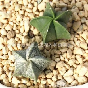 鸾凤玉五角白沙栾凤玉 仙人球 夏种型 4-6cm球茎多肉植物