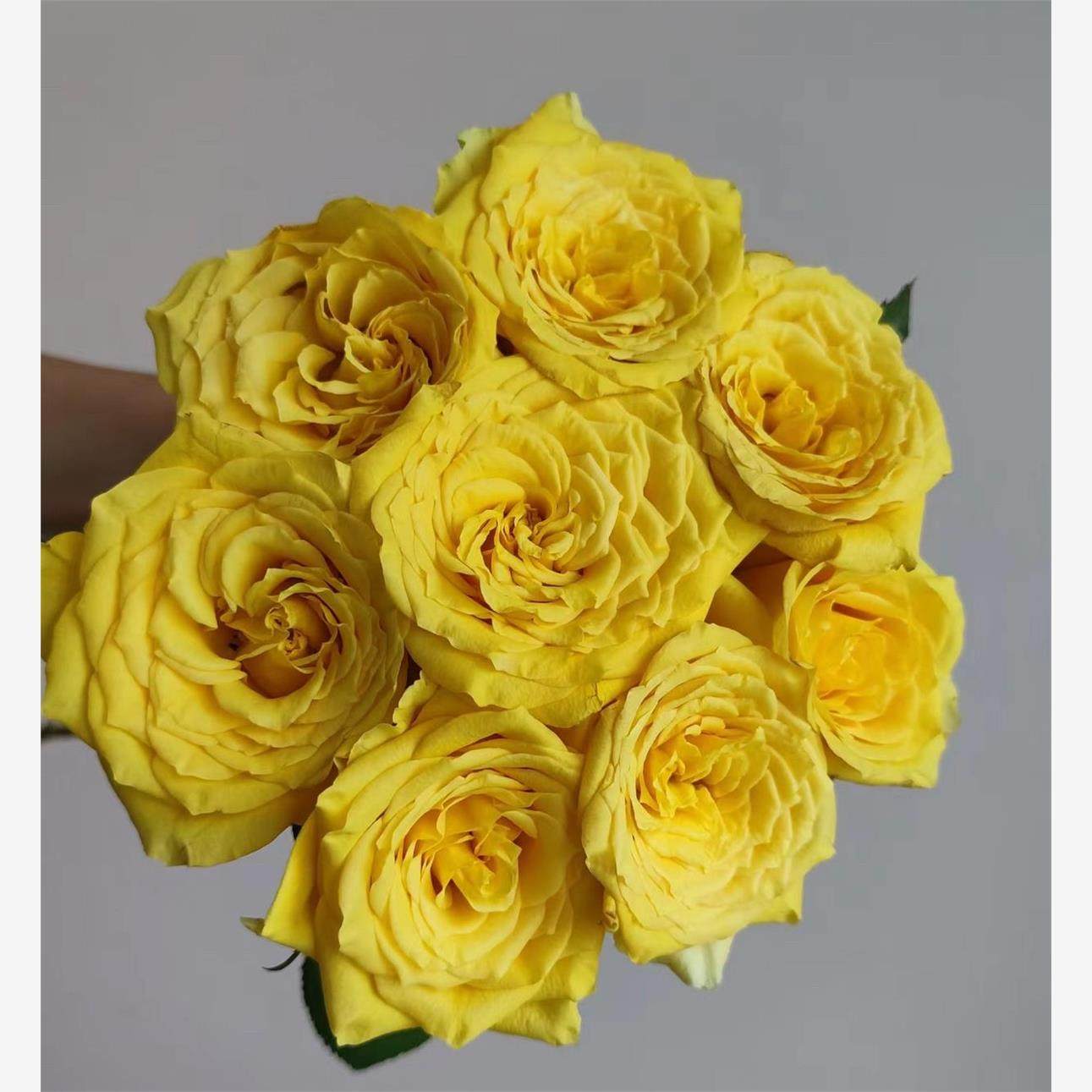 月光漫步 切花耐热月季花苗绿植花卉盆栽阳台地栽花苗庭院多季,鲜花速递/花卉仿真/绿植园艺,月季/蔷薇/玫瑰,淘宝优惠券,粉丝福利购,淘宝优惠卷