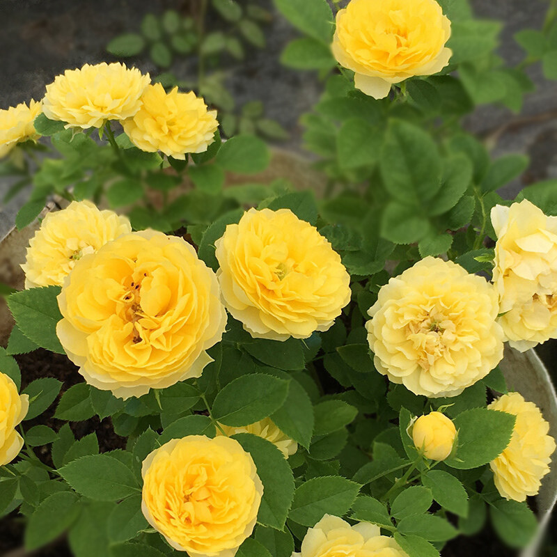 金丝雀  月季花苗灌木包子型 勤花室内阳台盆栽多头庭院花卉,鲜花速递/花卉仿真/绿植园艺,月季/蔷薇/玫瑰,淘宝优惠券,粉丝福利购,淘宝优惠卷