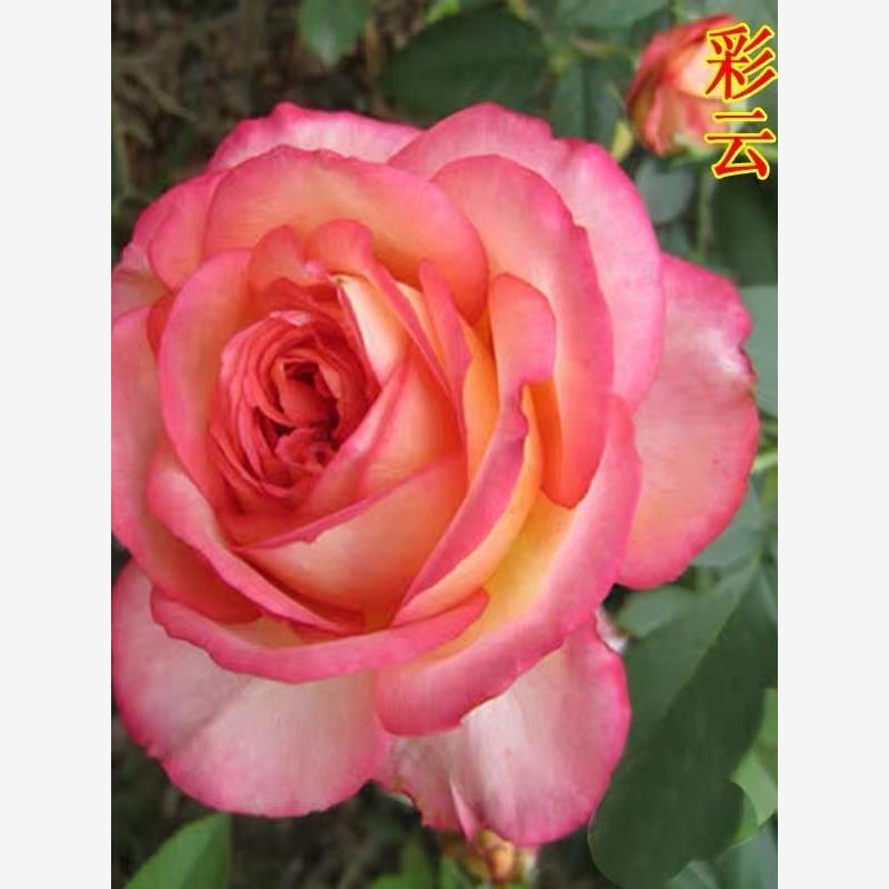 彩云 月季花大苗复色特大花浓香 花卉植物盆栽阳台庭院玫瑰花