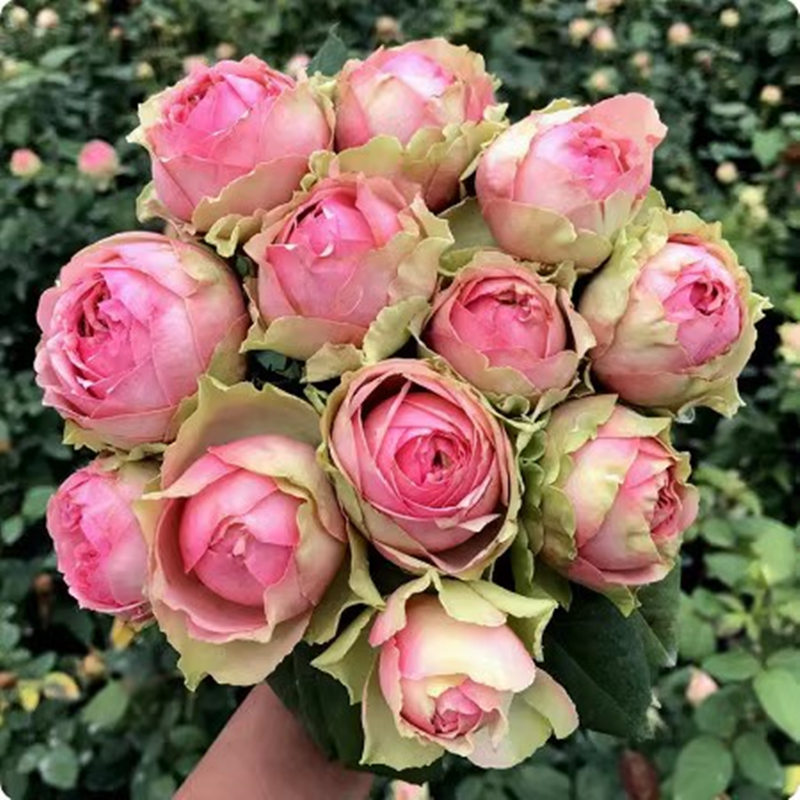 火龙果/比特哈雅大花包子月季苗