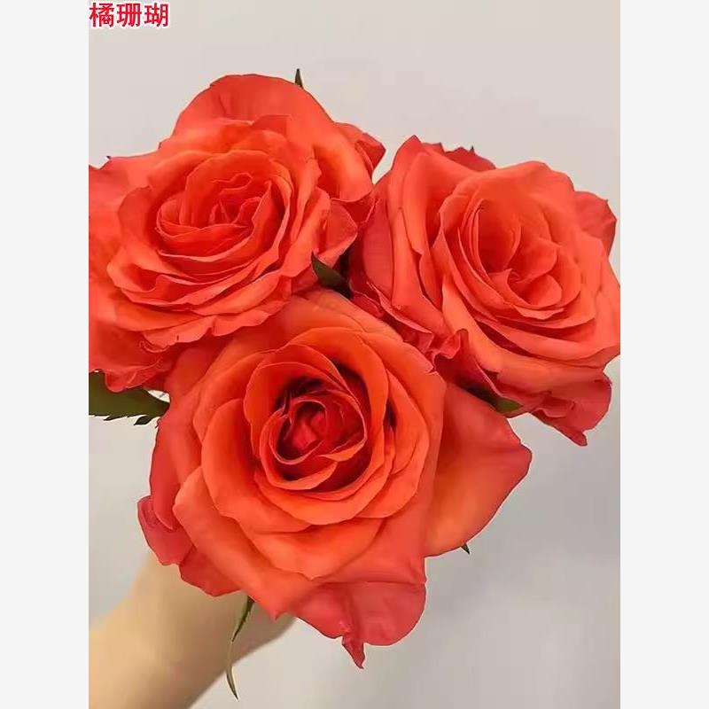 橘珊瑚 月季灌木大花直立庭院阳台盆栽多季开花玫瑰花苗