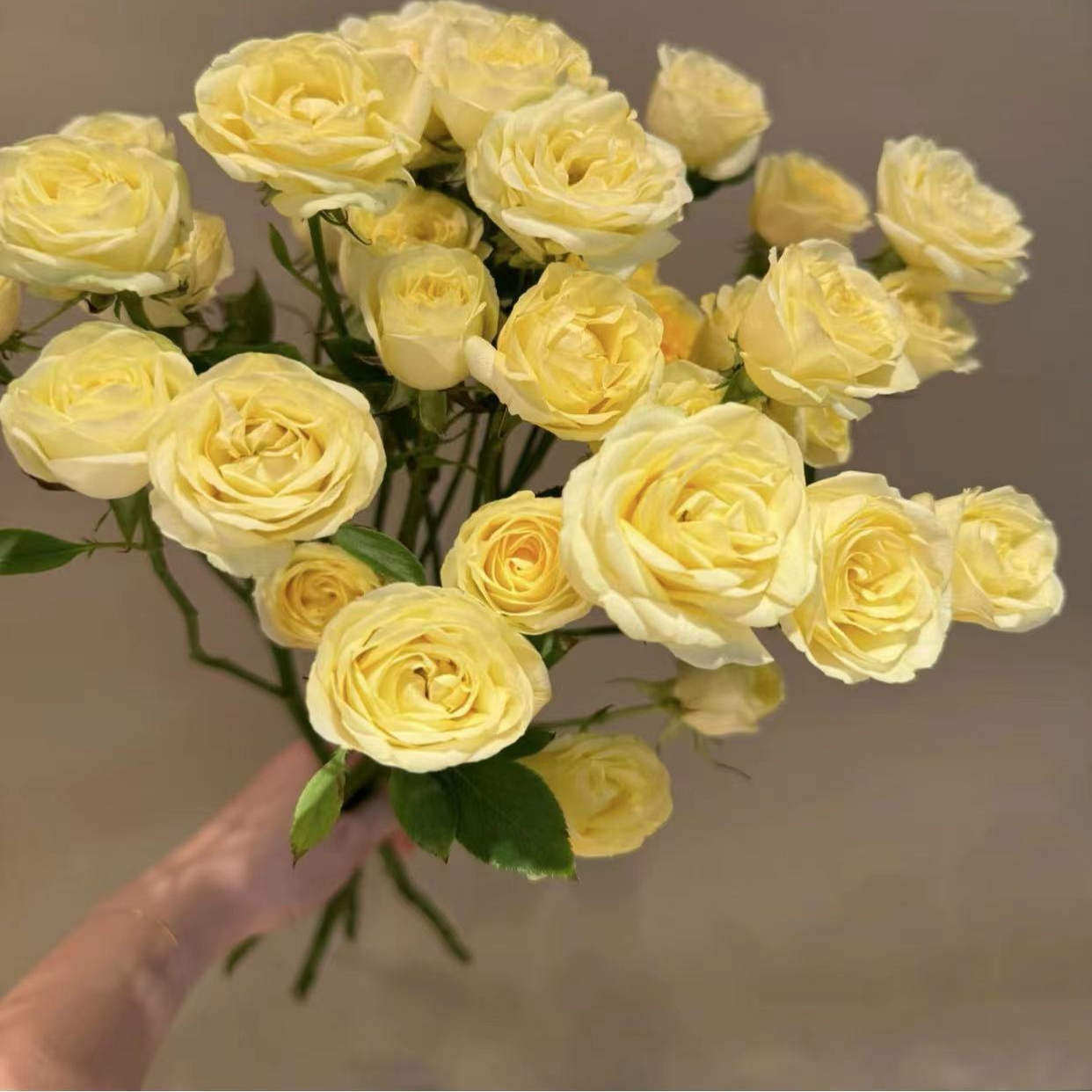 黄鹂鸟 灌木月季花苗盆栽多季开花暖黄色阳台庭院观赏花卉,鲜花速递/花卉仿真/绿植园艺,月季/蔷薇/玫瑰,淘宝优惠券,粉丝福利购,淘宝优惠卷