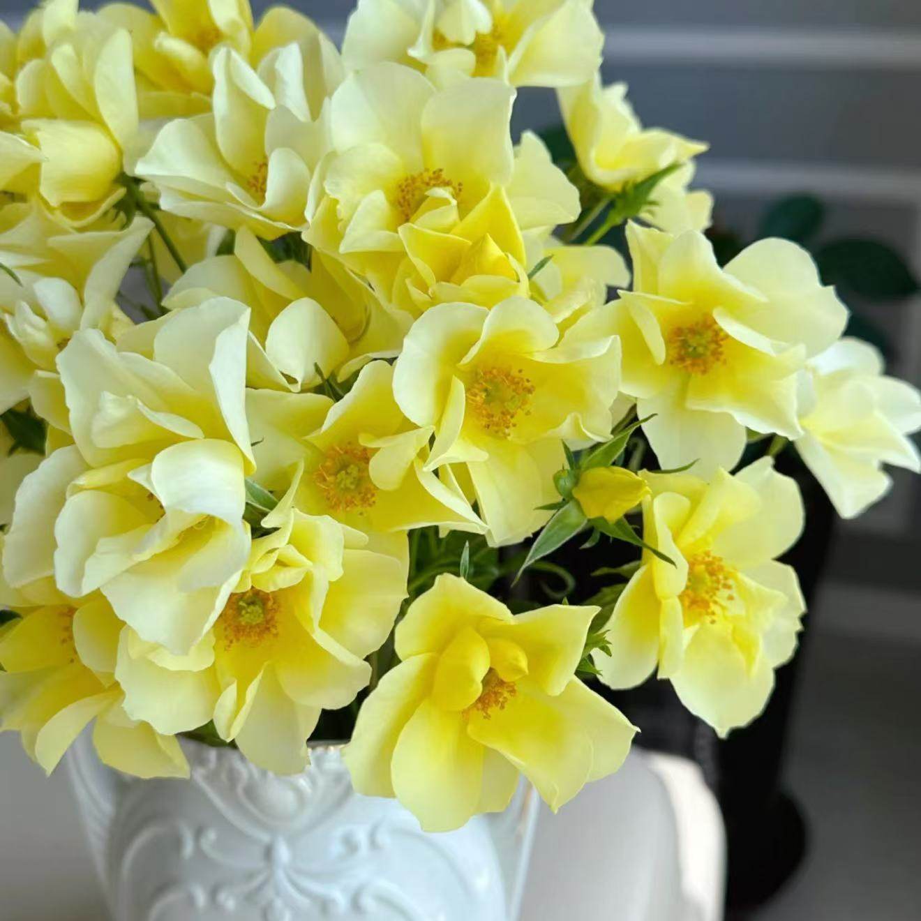 柠檬酒枚迪兰 月季花苗280天持续开花地被低维护阳台盆栽庭院花卉,鲜花速递/花卉仿真/绿植园艺,月季/蔷薇/玫瑰,淘宝优惠券,粉丝福利购,淘宝优惠卷