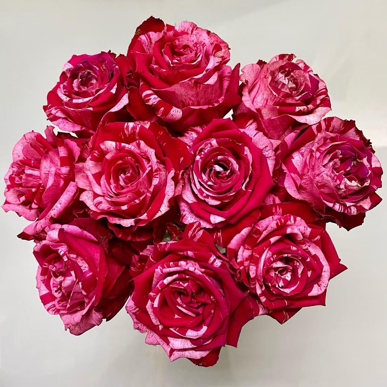 幸运女神  月季切花大花玫瑰花苗庭院阳台盆栽勤花多季花卉