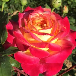 流行之星  月季小苗黄红双色大花直立盆栽阳台庭院花卉多季节