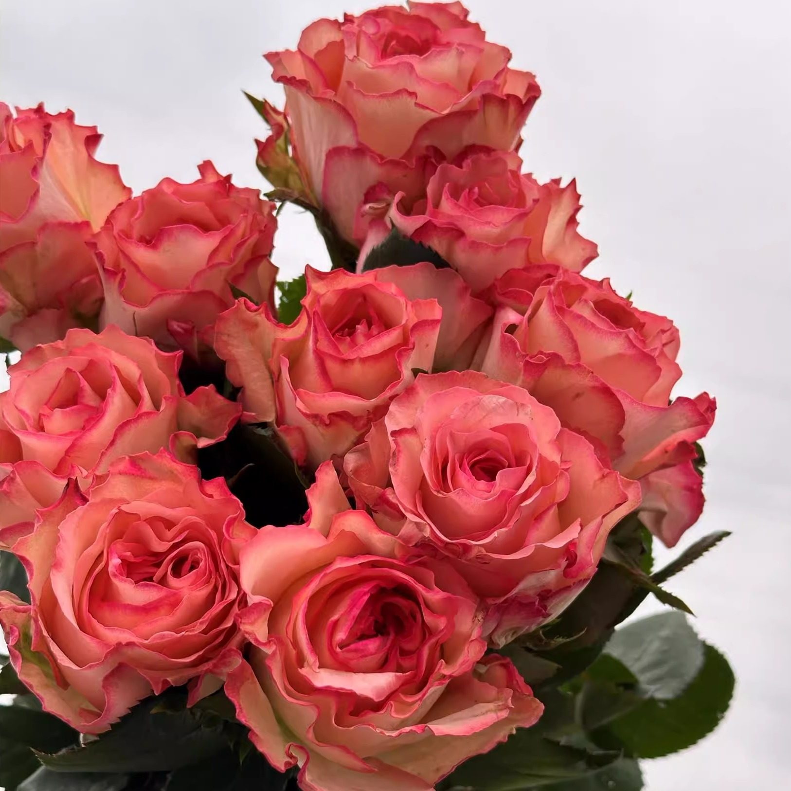 蝴蝶谷  月季花苗 大花灌木勤花直立切花植物 庭院阳台盆栽花卉,鲜花速递/花卉仿真/绿植园艺,月季/蔷薇/玫瑰,淘宝优惠券,粉丝福利购,淘宝优惠卷