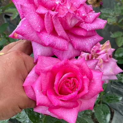 诉说  花园皇后月季花苗德国科德斯大花浓香灌木阳台庭院盆栽花卉