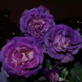 恶魔 花苗大花灌木浓香勤花阳台庭院盆栽花卉 月季 海洋 麦斯女妖