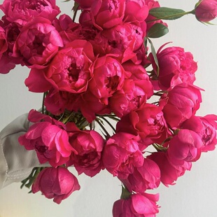 石榴汁  月季花苗  灌木多头勤花庭院阳台盆栽花卉