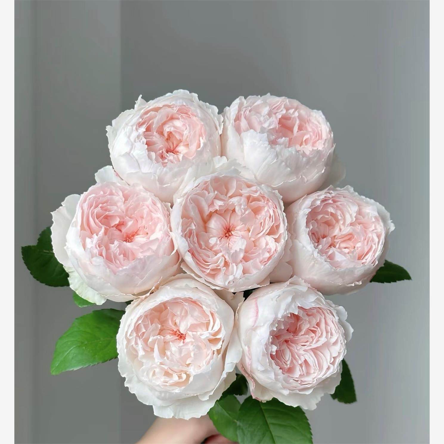 新品 可爱瓷/可可杯 月季花苗包子型庭院阳台盆栽室外多季开花,鲜花速递/花卉仿真/绿植园艺,月季/蔷薇/玫瑰,淘宝优惠券,粉丝福利购,淘宝优惠卷