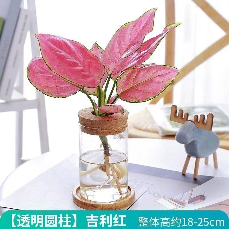 水培养植物卧室客厅懒人四季好养盆栽文竹绿萝四季红玻璃瓶水培养,鲜花速递/花卉仿真/绿植园艺,造型盆景,淘宝优惠券,粉丝福利购,淘宝优惠卷