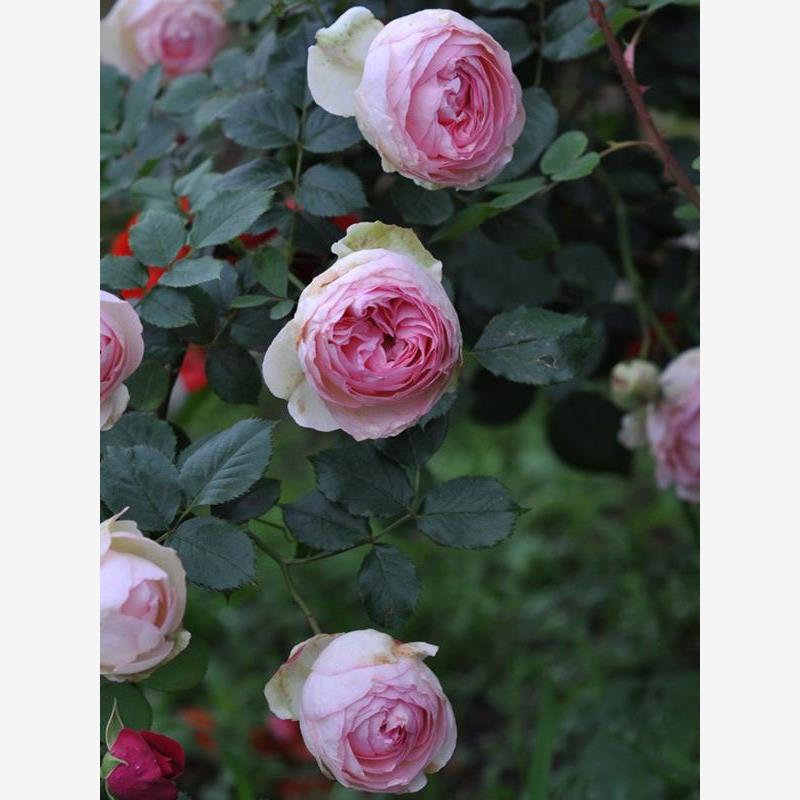 粉色龙沙宝石蔷薇苗扦插花苗