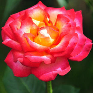 骑士精神 花苗浓香阳台庭院盆栽灌木花卉植物 大花复色月季