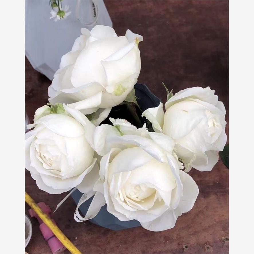 DD白月季苗大花浓香阳台庭院