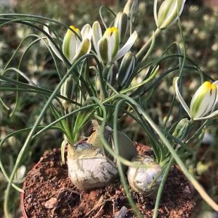 百合科香水兰花球茎多肉植物开花特有奶油香味懒人植物卧室室外