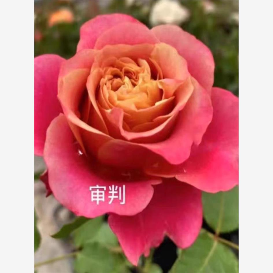 审判/美人眼睛 灌木大花月季庭院阳台盆栽 切花玫瑰 花卉