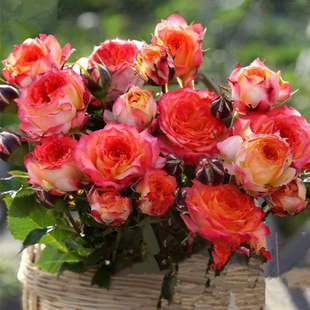 浪漫玫瑰面纱 花苗橙黄色切花阳台勤花庭院盆栽灌木花卉 月季