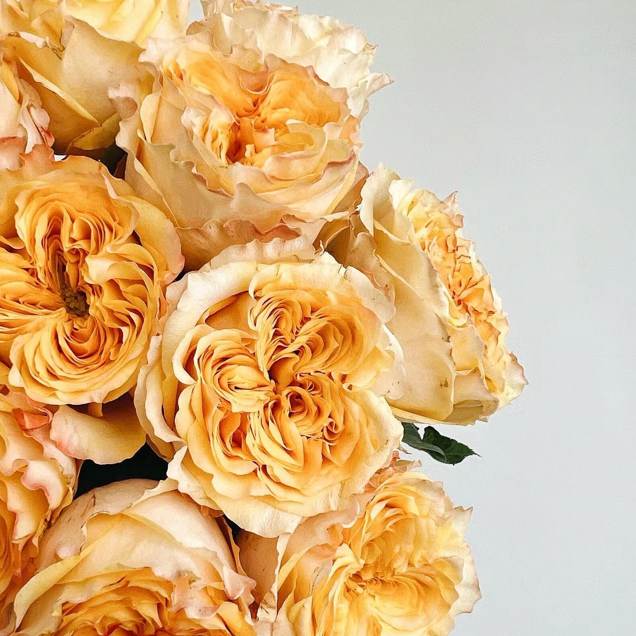 婚礼表达 月季花苗 黄色重瓣大花灌木直立玫瑰庭院阳台盆栽花卉