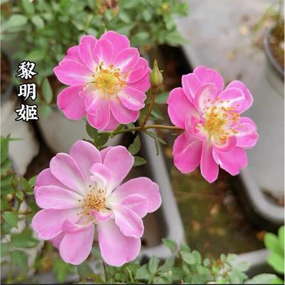 黎明姬  粉荷花月季勤花丰花好养超微型阳台庭院盆栽花卉