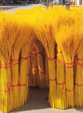 天然黄金麦穗干花大麦花束客厅田园装饰开业稻穗摆件道具工厂直发