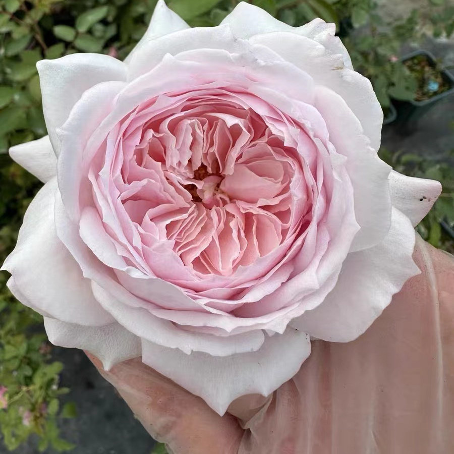 樱桃古董  月季花苗粉色今井清培育直立勤花抗病阳台庭院盆栽花卉