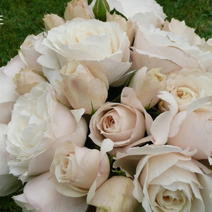 花苗切花灌木戴尔巴德庭院阳台盆栽花卉 月季 比利时公主 阿思翠