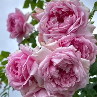 庞巴度 花苗大花勤花强香戴尔巴德灌木庭院阳台盆栽花卉 月季