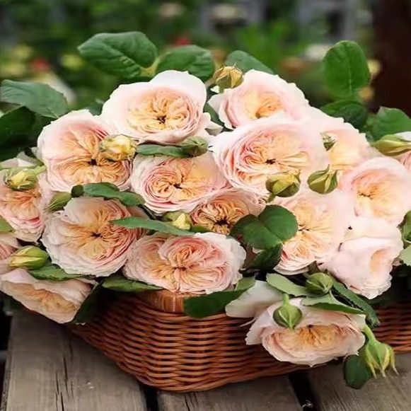 涵仙  月季花苗藤本阳台庭院盆栽花卉浓香多季节开花爬藤苗植物