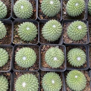 白珠丸无刺白珠仙人球5.5cm盆参考拖盆不带土发货多肉植物基