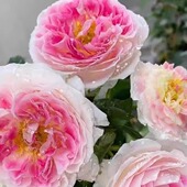 假日岛芍药 开花阳台庭院盆栽花卉 花苗大花浓香多季 根西 灌木月季