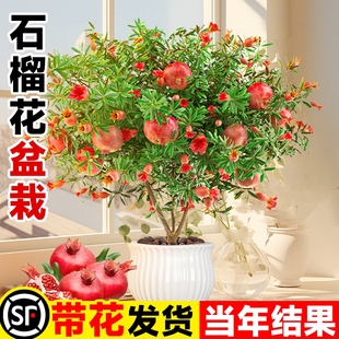 石榴花盆栽观光石榴树老桩带果室内客厅绿植四季好养易活植物花卉