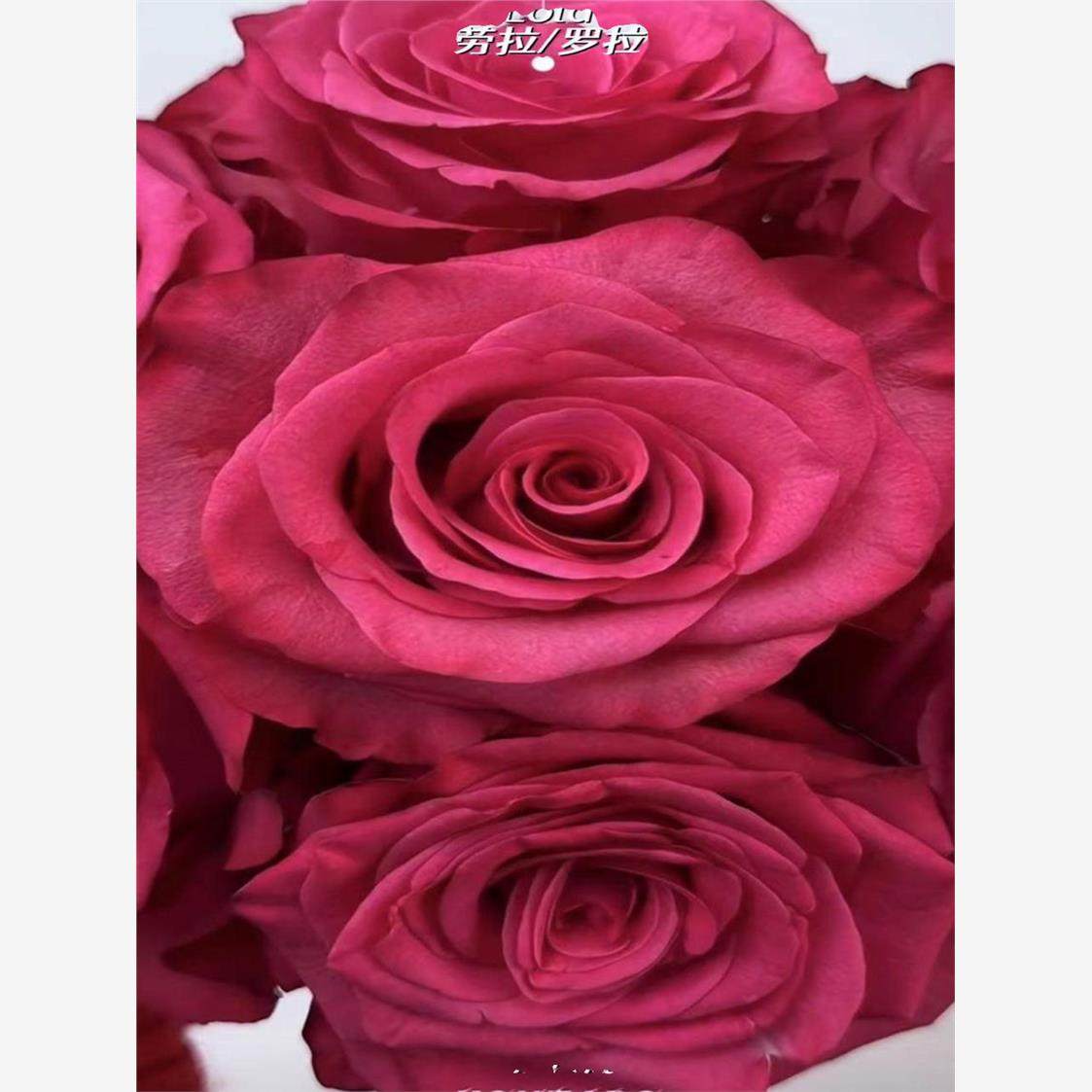 劳拉 进口大花多季开花高杯切花庭院阳台盆栽花卉月季花苗,鲜花速递/花卉仿真/绿植园艺,月季/蔷薇/玫瑰,淘宝优惠券,粉丝福利购,淘宝优惠卷