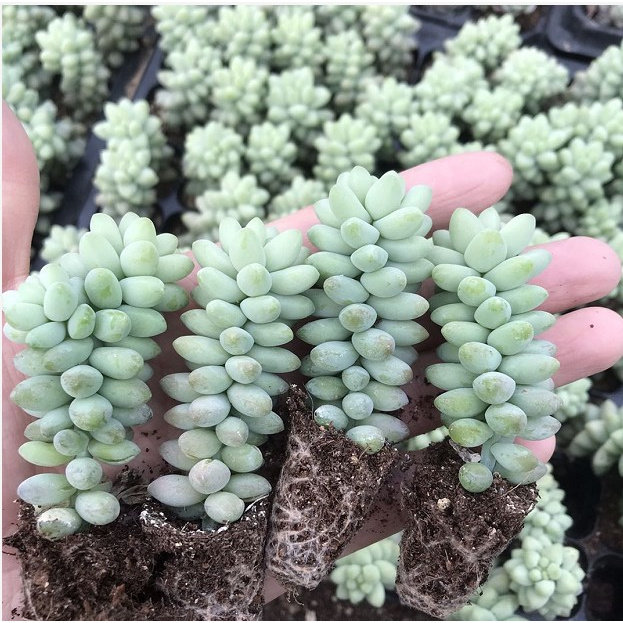 新玉坠新玉缀玉坠玉缀3-5cm多肉肉肉植物长条单颗