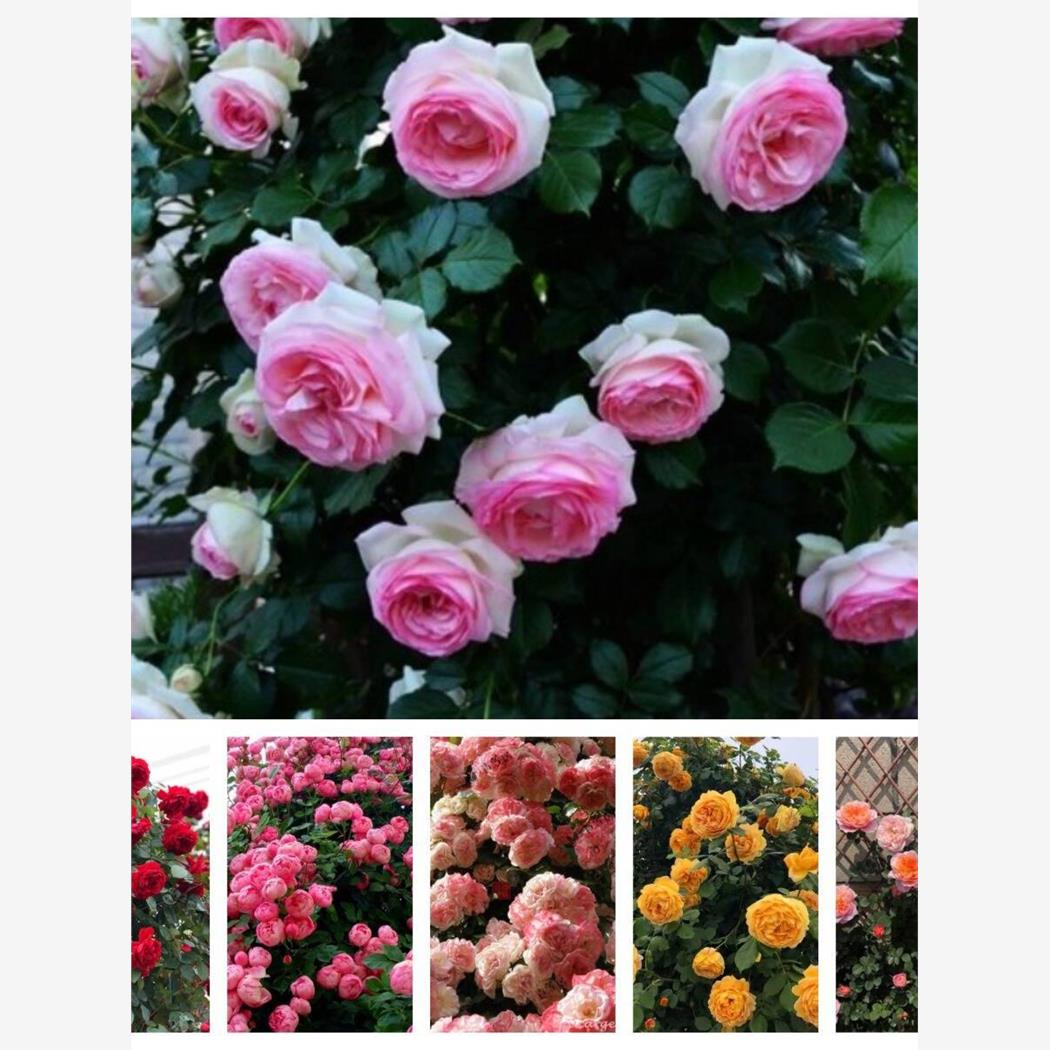 藤本月季合集扦插小苗粉龙蒂娜樱霞印象派蓝色阴雨胭脂扣舍农索