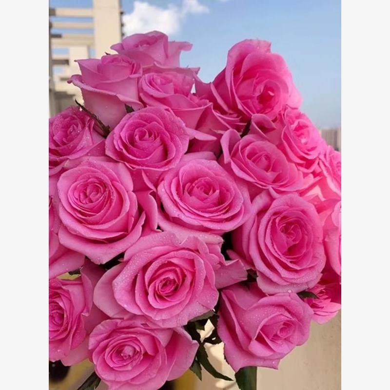 苏醒 新品切花粉色大花月季勤花抗病庭院绿植阳台盆栽花卉,鲜花速递/花卉仿真/绿植园艺,月季/蔷薇/玫瑰,淘宝优惠券,粉丝福利购,淘宝优惠卷