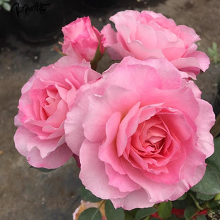 海神王 月季花苗 大花灌木微月勤花浓香月季 庭院阳台花卉盆栽