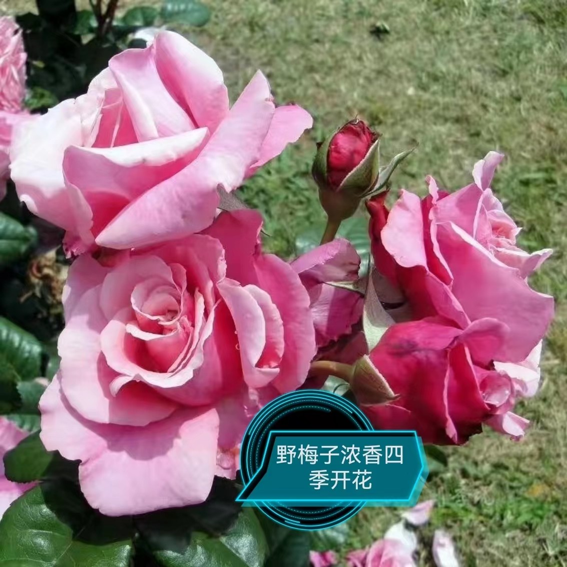 野梅子 月季花苗大花浓香切花直立灌木勤花玫瑰庭院阳台盆栽花卉