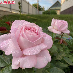 天赐恩宠 月季 抗病大花浓香粉色勤花庭院盆栽阳台灌木花卉