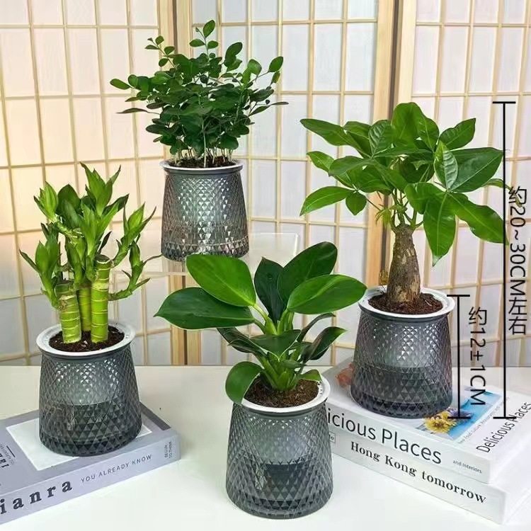 【买三送一】灰透塑胶盆富贵竹金钻发财树九里香绿植物桌面好养,鲜花速递/花卉仿真/绿植园艺,造型盆景,淘宝优惠券,粉丝福利购,淘宝优惠卷