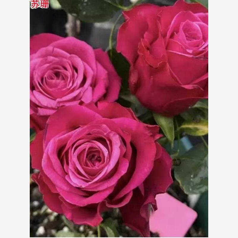 苏珊 超新品月季深紫复色切花花苗阳台盆栽地栽庭院多季花卉,鲜花速递/花卉仿真/绿植园艺,月季/蔷薇/玫瑰,淘宝优惠券,粉丝福利购,淘宝优惠卷