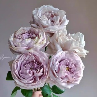 贝壳花瓶 日本Art Rose切花月季花苗灌木庭院阳台盆栽花卉植物