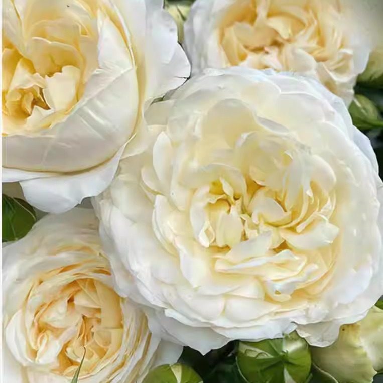 和平之光  月季 德国丹陶 大花灌木重瓣直立浓香庭院阳台盆栽花卉