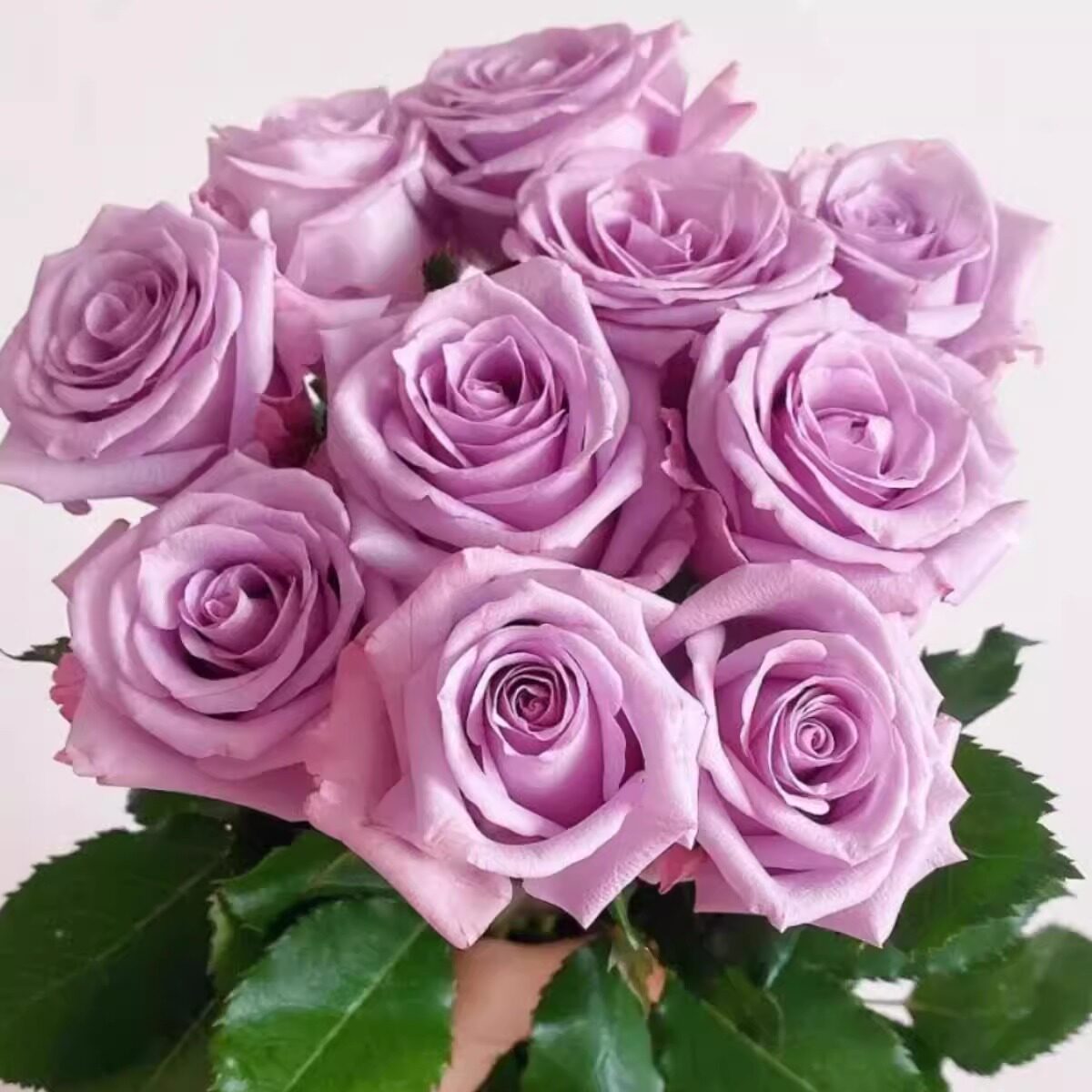 海洋之歌  月季花苗 切花灌木勤花大花月季 盆栽阳台庭院花卉,鲜花速递/花卉仿真/绿植园艺,月季/蔷薇/玫瑰,淘宝优惠券,粉丝福利购,淘宝优惠卷